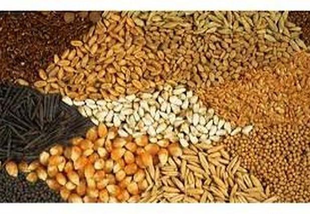 خشکسالی نیاز دامداران خراسان شمالی به نهاده دامی را افزایش داد