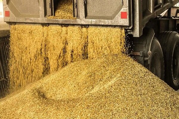 آمادگی خوزستان برای واردات نهاده‌های دامی با واسطه‌گری عراق