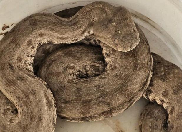 زنده گیری افعی شاخدار توسط آتش نشانان اراکی