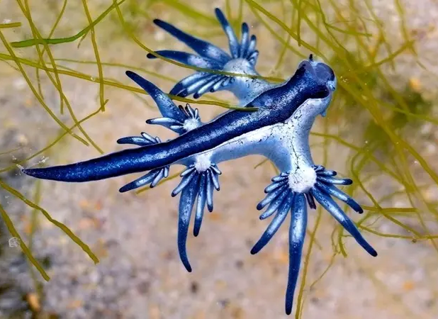 پنج جانور دریایی با رنگ «آبی» منحصربه‌فرد