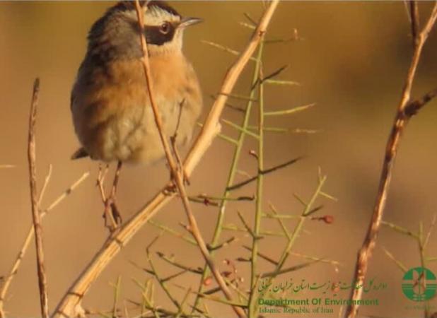 ثبت نخستین مشاهده «صعوه ابروسفید» در خراسان جنوبی