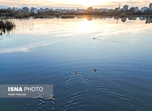 لرستان با ۱۶ تالاب، اکوسیستمی مناسب برای زمستان‌گذرانی پرندگان آبزی و کنار آبزی است