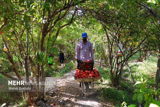 برداشت ۱۴۰۰تن انار از باغات دامغان؛فصل برداشت تا پایان آبان ادامه دارد