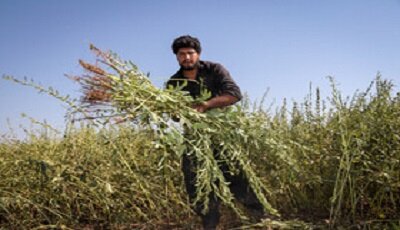 پیش‌بینی تولید بیش از ۴۶۰۰ تن کنجد از مزارع دلگان