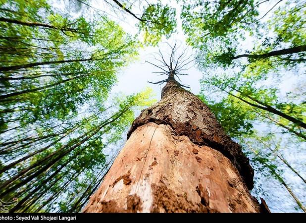 کاهش ۶۰ درصدی خنک‌کنندگی درختان در گرمای شدید