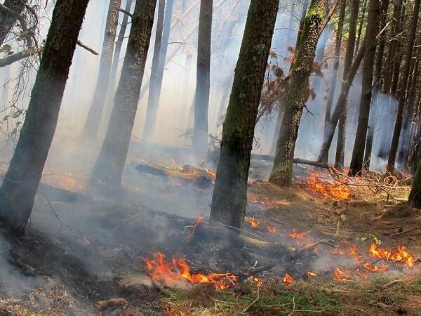 ۸۰کیلومتر آتش برتوسط محیط بانان درمنطقه حفاظت شده دنا اجرا می شود
