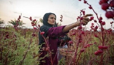 برداشت ۲۸ تُن چای ترش از مزارع شهرستان تفتان