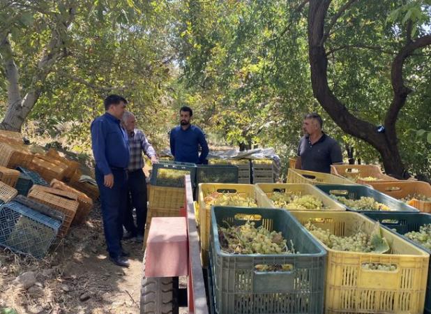 برداشت انگور از تاکستان‌های شهرستان عجب‌شیر آغاز شد