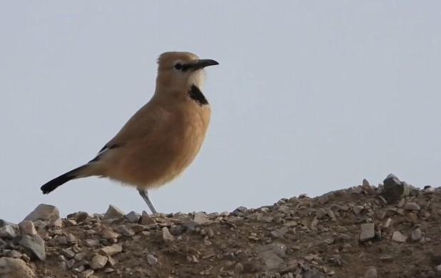 «زاغ‌بور» پرنده بومی ایران در قاب توران شاهرود