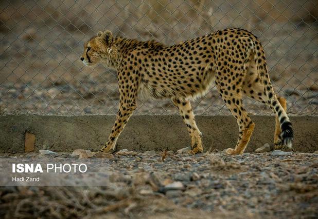 تصادف جاده‌ای مهمترین علت تلفات یوزپلنگ/مشاهده ۶ یوزپلنگ آسیایی در میاندشت