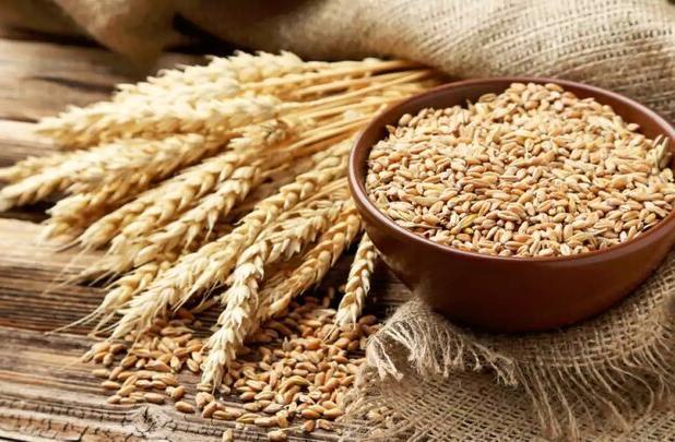 خرید گندم از کشاورزان استان همدان آغاز شد