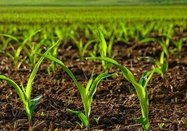 اصلاح الگوی کشت، ضرورتی برای توسعه و پایداری تولید در آذربایجان غربی