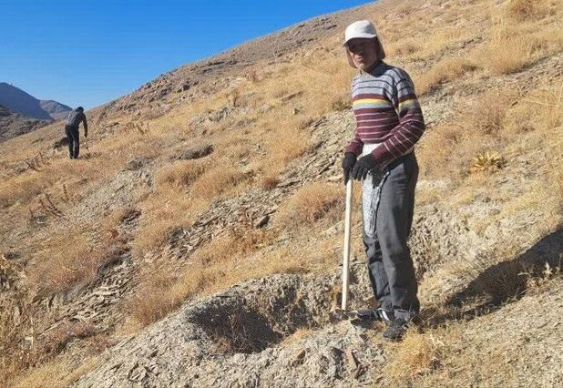 کاشت بذر بادام در ۱۴ هکتار از اراضی پارک آبخیز گردو شهرستان اراک