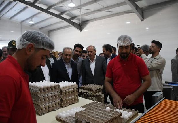 سهم ۱۰ درصدی آذربایجان شرقی از تولید تخم مرغ در کشور