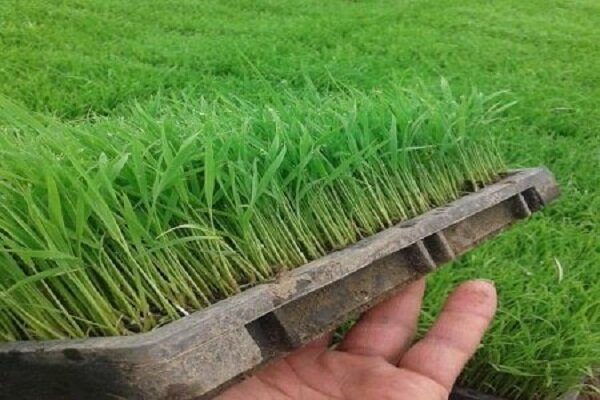 سطح سبز کشور بدقت پایش می شود
