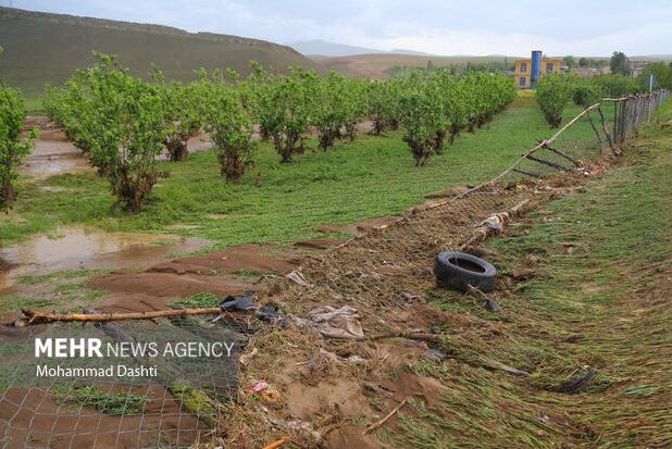 بارش‌های اخیر بیش از ۵ میلیارد تومان به بخش کشاورزی لامرد خسارت زد