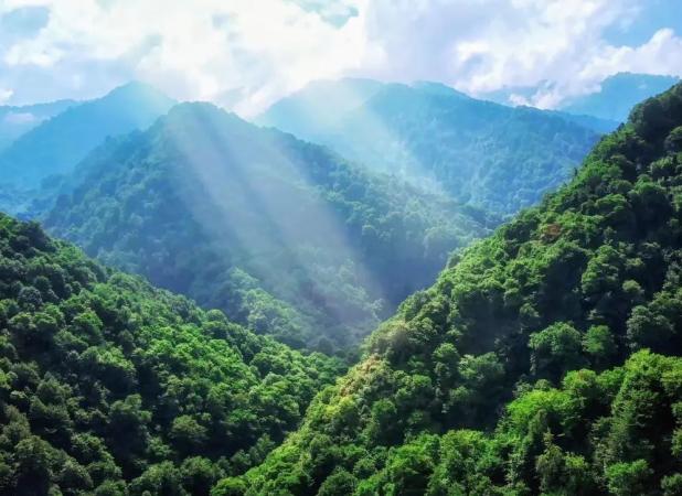 نقش حیاتی آموزش و مشارکت مردم در مدیریت پایدار جنگل‌ زاگرس