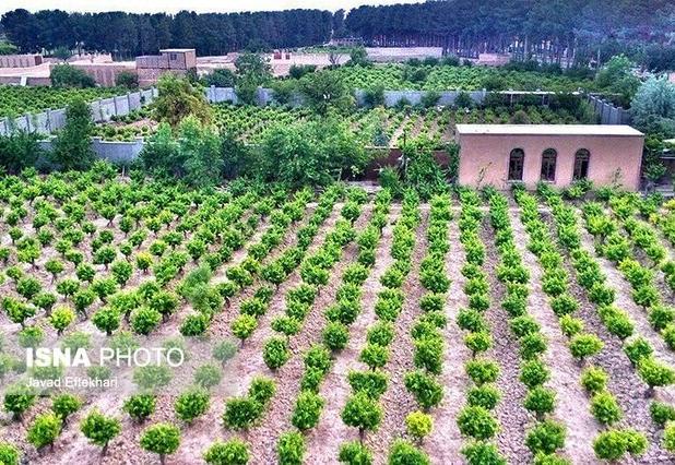 دلالی و خام‌فروشی مهمترین محصولات خلیل‌آباد در سایه فقدان کارخانه‌های فرآوری