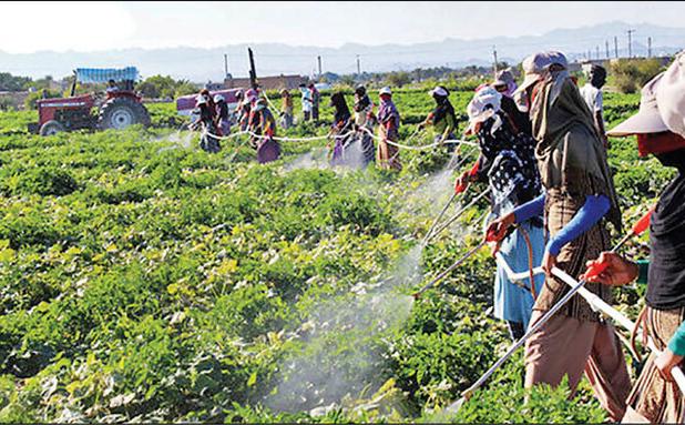 فرآیند اجرایی استانداردهای اجباری ۳۰ آفت‌کش‌ بررسی شد
