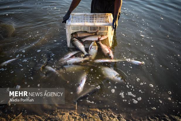خوزستان رتبه دوم کشور در تولید ماهیان گرمابی را دارد