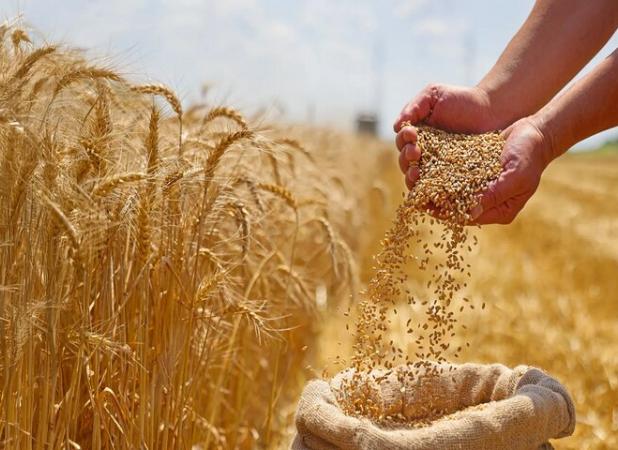 پرداخت تمام مطالبات گندمکاران کرمانشاه