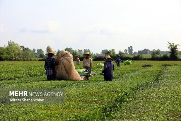 پایان پرونده چای سنواتی در کشور