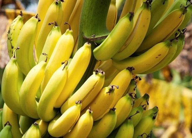  واردات محصولات کشاورزی طبق روال انجام می شود