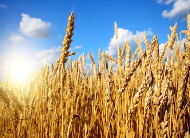 آغاز کشت پاییزه گندم در فین بندرعباس با رشد ۲۰ درصدی سطح زیرکشت