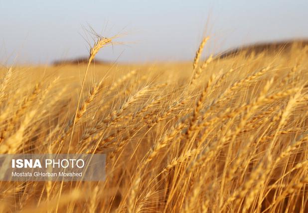 صرفه‌جویی ۴۰۰۰ تنی گندم با کاهش سبوس‌گیری در خراسان رضوی