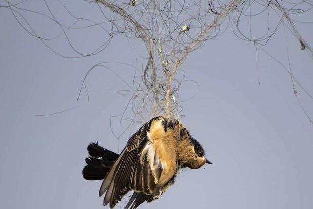 ممنوعیت هرگونه شکار پرندگان وحشی در زیستگاه‌های گیلان