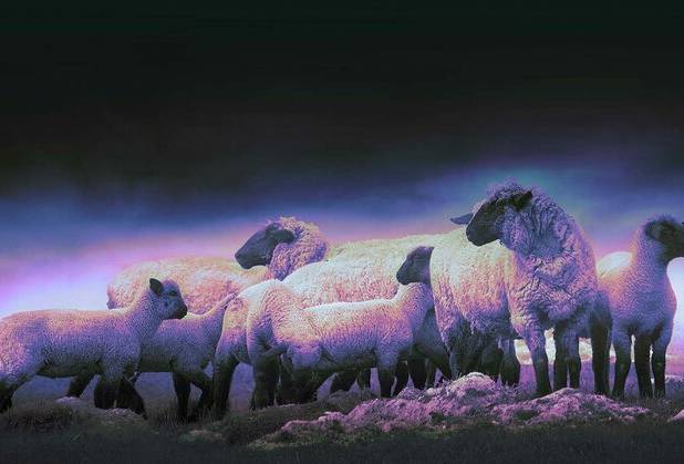 کشف ۲۰ رأس دام قاچاق در میناب