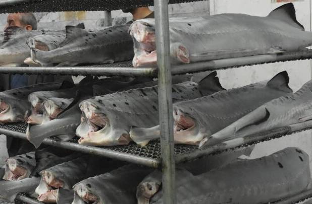 ۲.۵ میلیون ماهی تازه از مازندران صادر شده است 