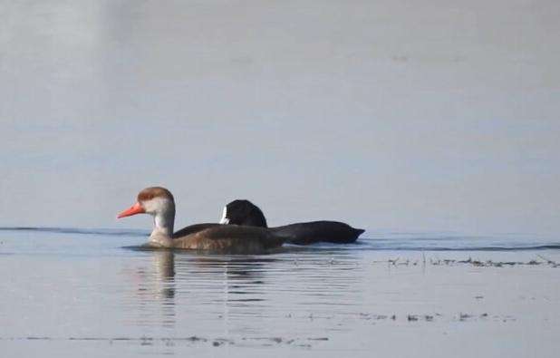 تالاب حسنلو؛ تلاقی طبیعت زنده و تاریخ کهن در یک مقصد گردشگری