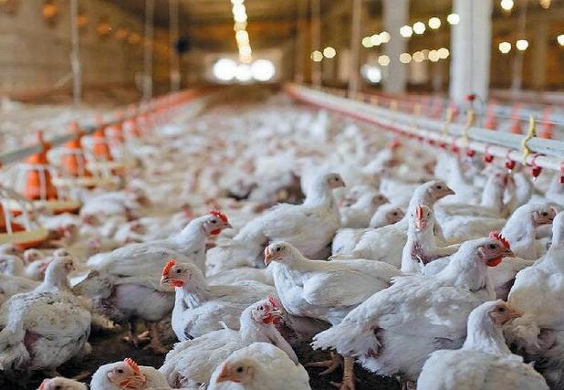 جوجه‌ریزی مرغ گوشتی در خراسان رضوی از ۷۹ میلیون قطعه گذشت