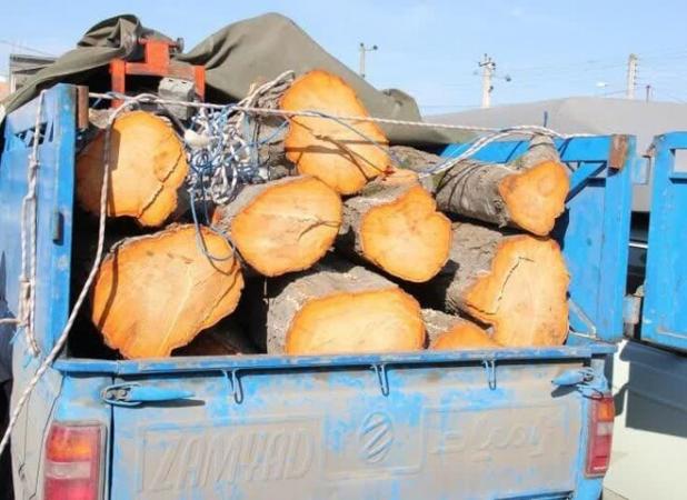 کشف ۲ تن چوب جنگلی قاچاق در خلخال