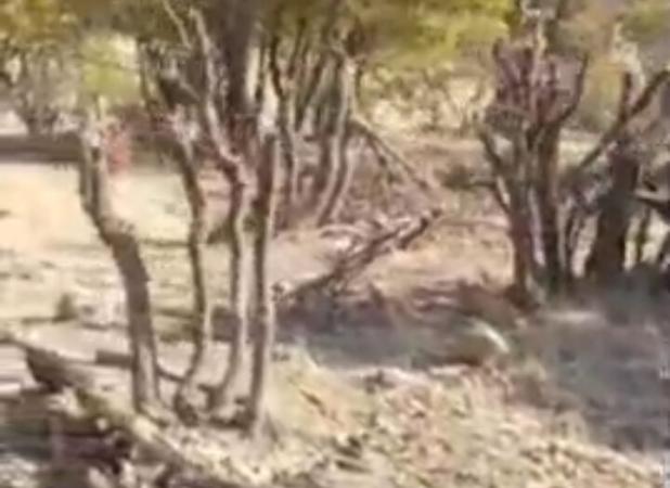 تخریب و قطع بی‌رویه درختان بلوط