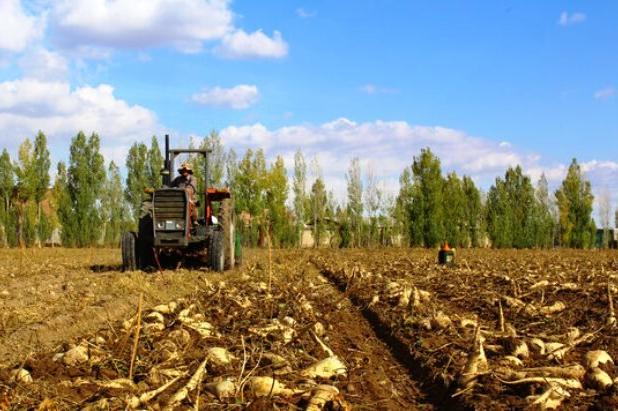 اصغری: ۲ میلیون تن چغندرقند در آذربایجان غربی برداشت می شود