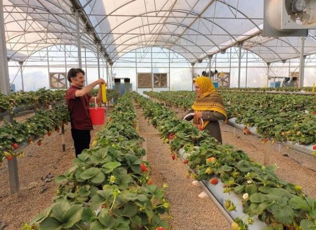 هشدار جدی به گلخانه‌داران آذربایجان‌غربی هم‌زمان با کاهش دما 