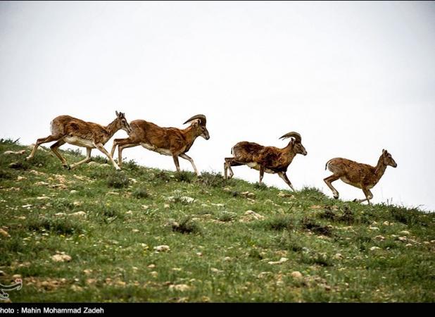 بومیان ذی‌نفعان و حافظان اصلی حیات وحش در قرق‌های خصوصی