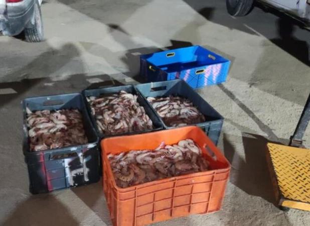 محموله میگوی ممنوعه در بوشهر کشف شد