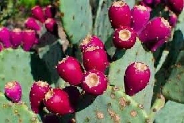 کشت گل کاکتوس در ۲۰ هکتار از اراضی اردستان به منظور مصرف بهینه آب
