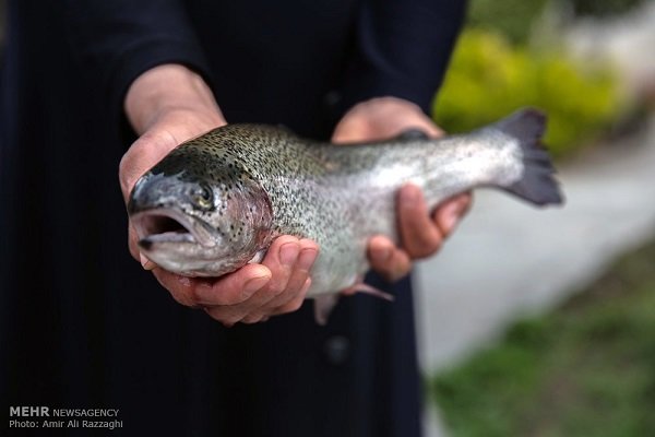 افزایش قیمت ماهی قزل‌آلا در نیمه دوم سال