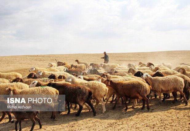 صنعت دامپروری زیر تیغ خشکسالی
