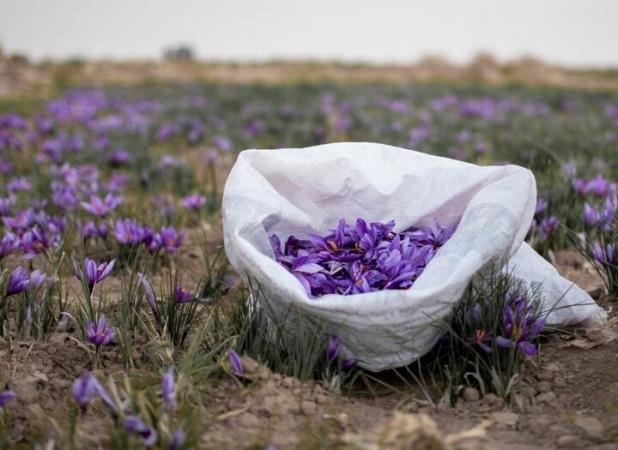 تقلب در تولید ۵۷ کیلوگرم زعفران