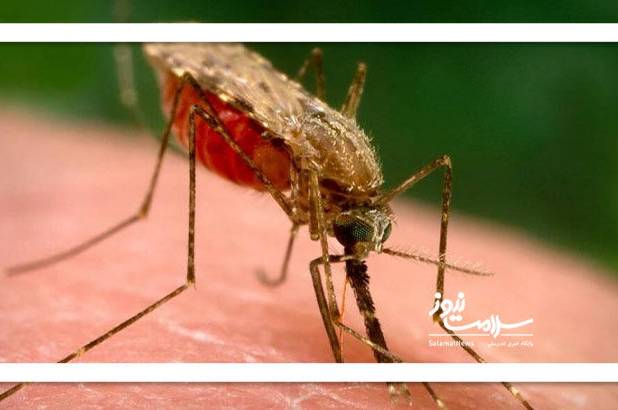 کشف جدید درباره رفتار پشه‌ها