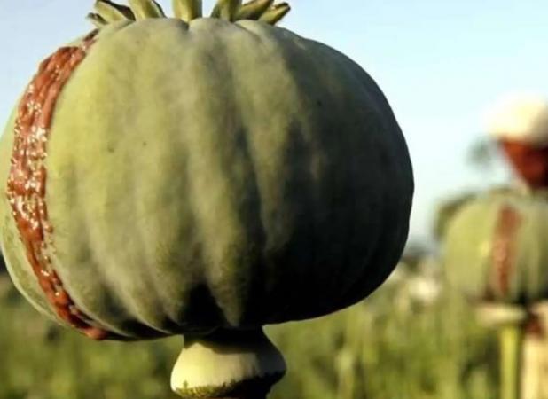 ستاد مبارزه با مواد مخدر: انبارها خالی از تریاک است
