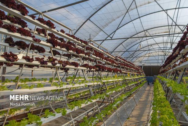 علیزاده: دستاوردهای تحقیقاتی با آموزش در اختیار کشاورزان قرار گیرد