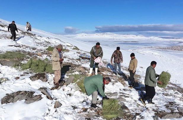 علوفه‌رسانی به حیات‌وحش منطقه حفاظت‌شده شیدا در پی بارش برف