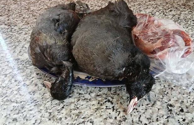 کشف و ضبط لاشه سه قطعه پرنده چنگر غیرمجاز در گنبدکاووس