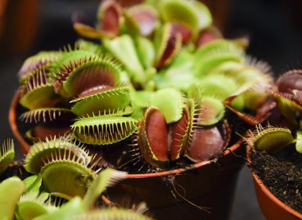 گیاهان گوشت‌خوار شگفت‌انگیز که حشرات را شکار می‌کنند